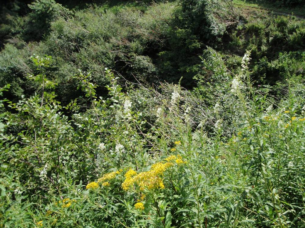 Chamaenerion (ex Epilobium) angustifolium var. album